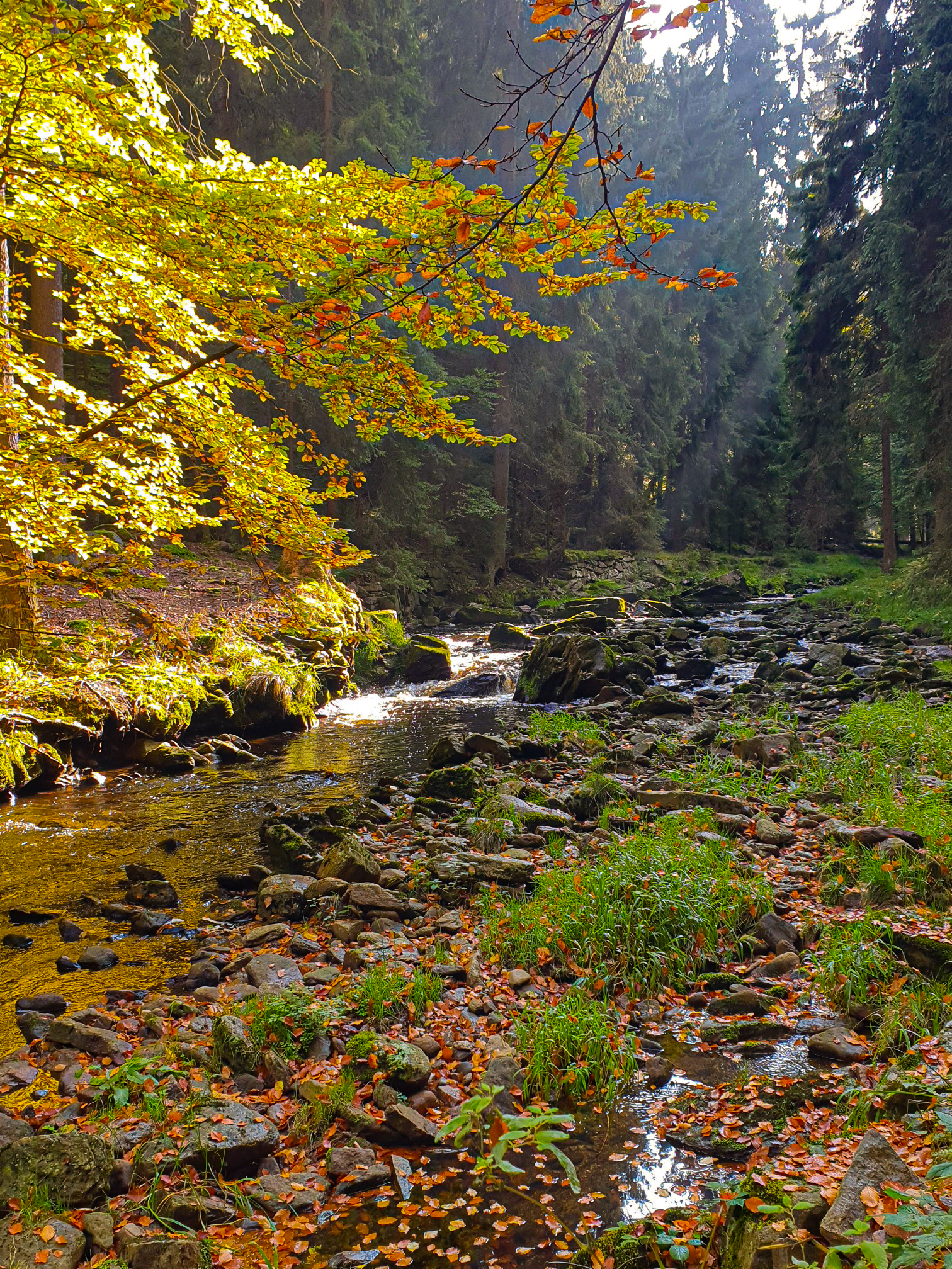 Wunder der Natur