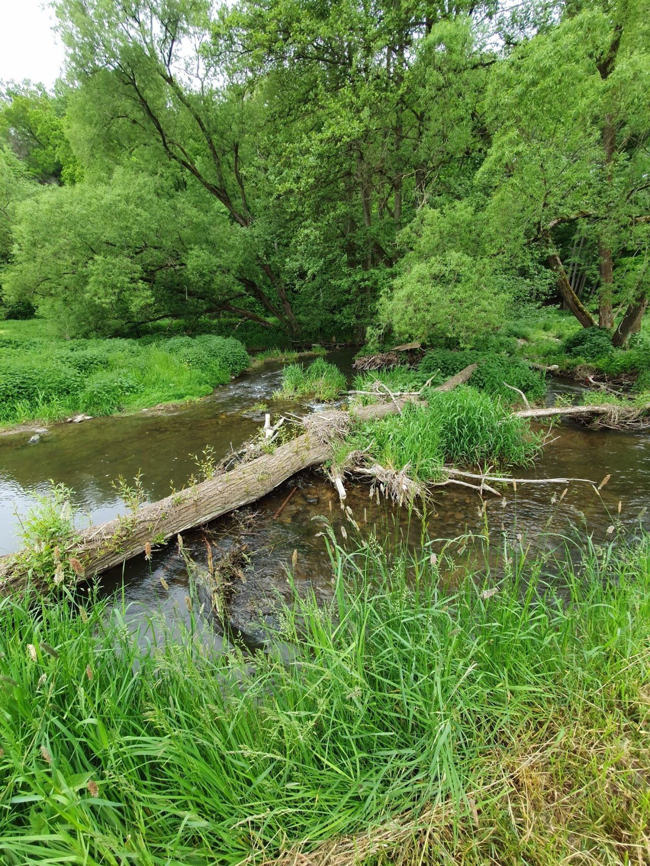 Der Lebendbaum