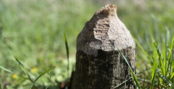 Der Flussbauer – Wie der Biber unsere Gewässerlandschaft revolutioniert