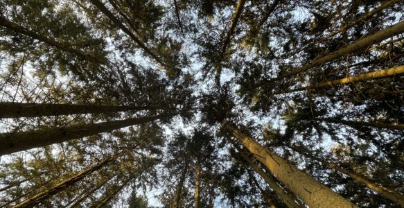 Wo sind unsere Auwälder geblieben?