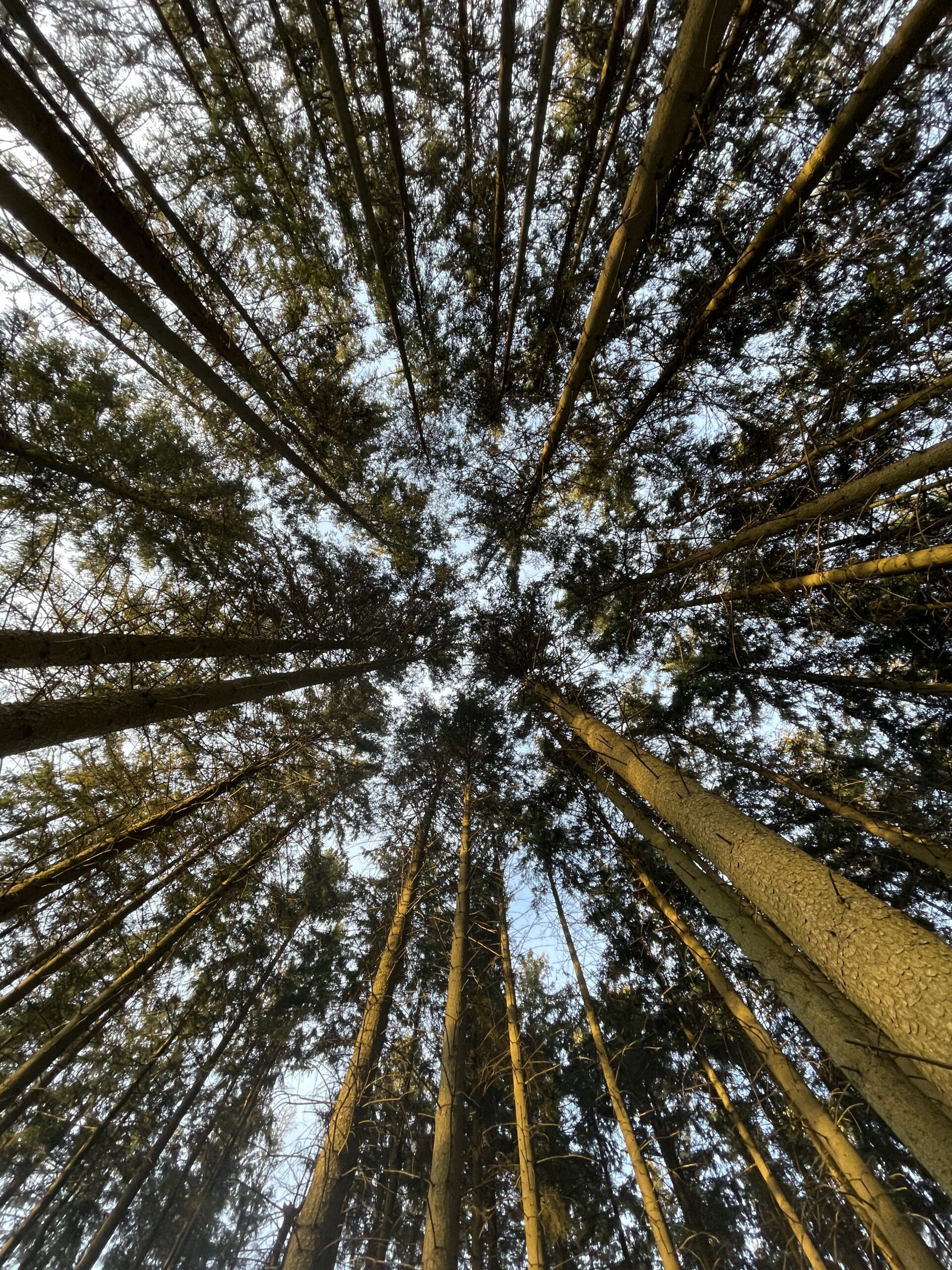 Wo sind unsere Auwälder geblieben?
