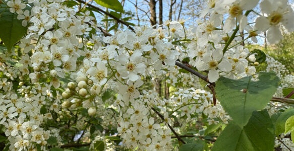 Der herrliche Duft am Bach! Immer der Nase nach!