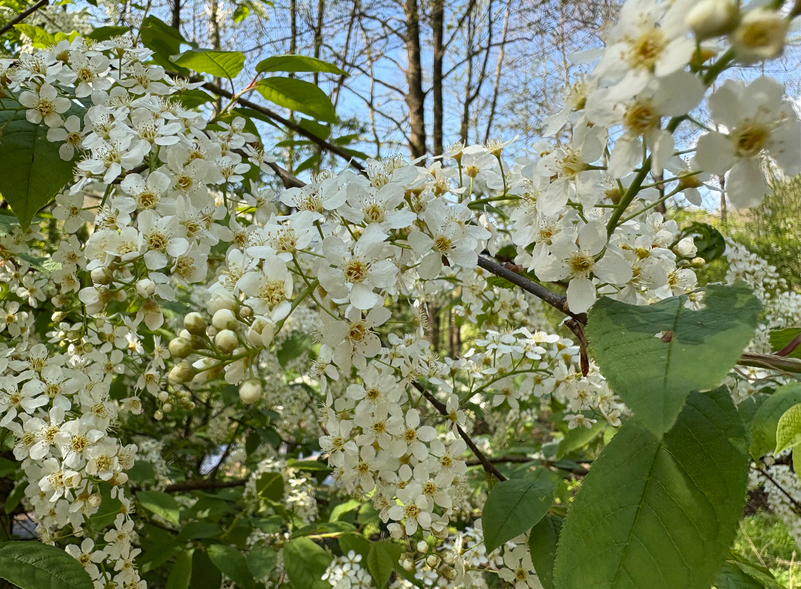 Der herrliche Duft am Bach! Immer der Nase nach!