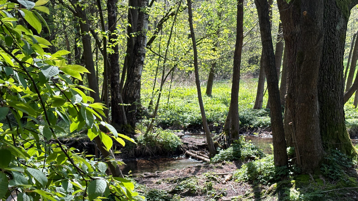Wanderung durch das Seifersdorfer Tal